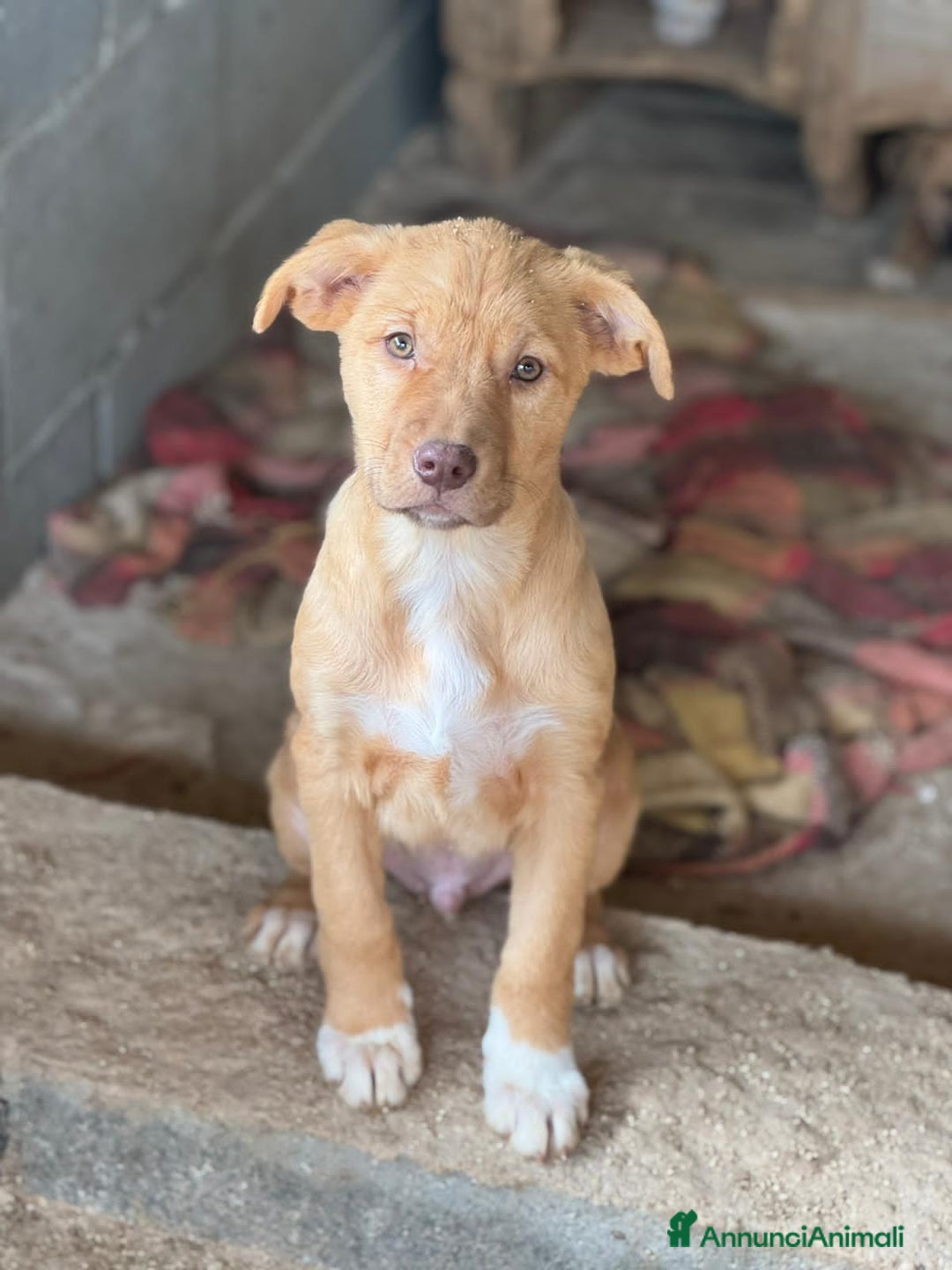 Altre razze cani in regalo: MARVEL, MODESTO, MURDOK,MAYA,MOIRA, MARLENE E MUSO - Annuncio 3