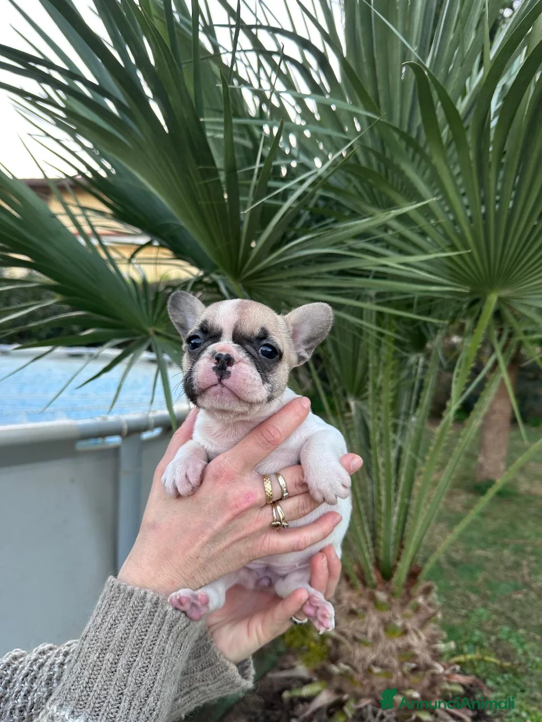 Bulldog Francese cani in vendita: cucciola bulldog francese  - Annuncio 4