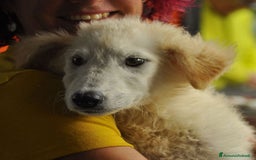 Meticcio cani in regalo: Juri, 4 mesi a Provincia di Bergamo - Immagine 6