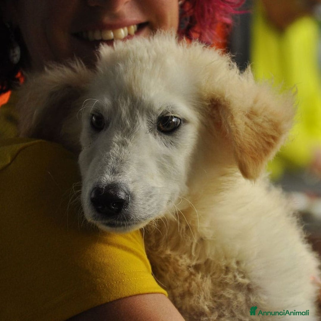 Meticcio cani in regalo: Juri, 4 mesi a Provincia di Bergamo - Immagine 6