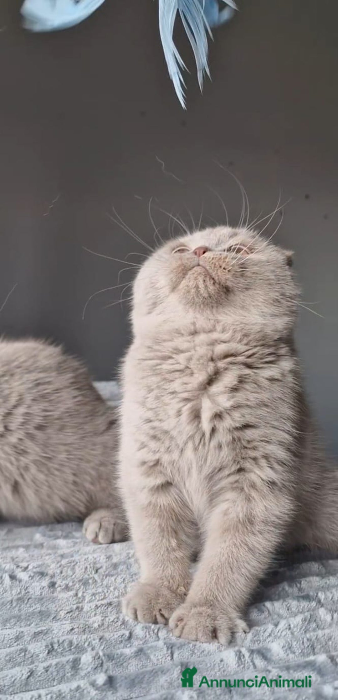 Scottish gatti in vendita: Scottish Fold  - Annuncio 2