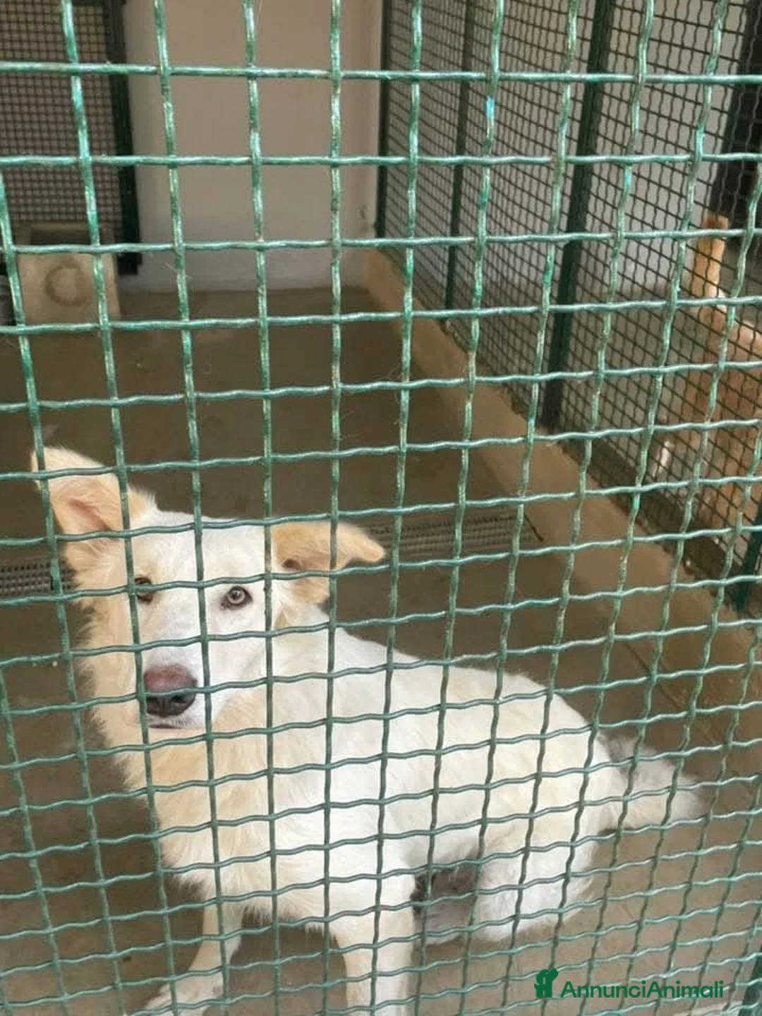 Meticcio cani in regalo: Asia dolce cucciolotta a Provincia di Savona - Annuncio 2