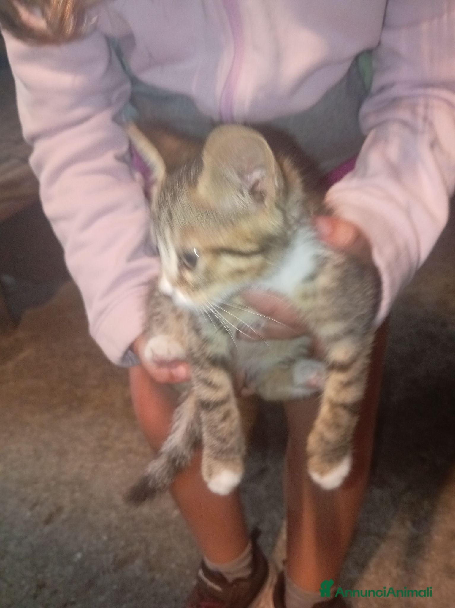 Meticcio gatti Splendida gattina  - Annuncio 1