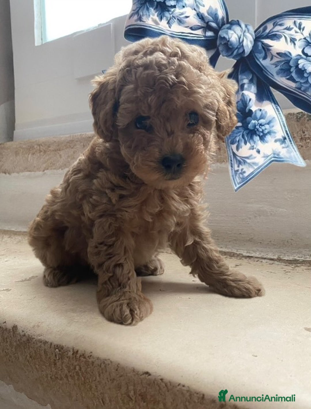 Barboncino Toy cani in vendita: Cuccioli Barboncini toy - Annuncio 5