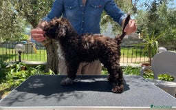 Lagotto cani in vendita: Cucciola di Lagotto Romagnolo con Pedigree  a Provincia di Chieti - Immagine 7