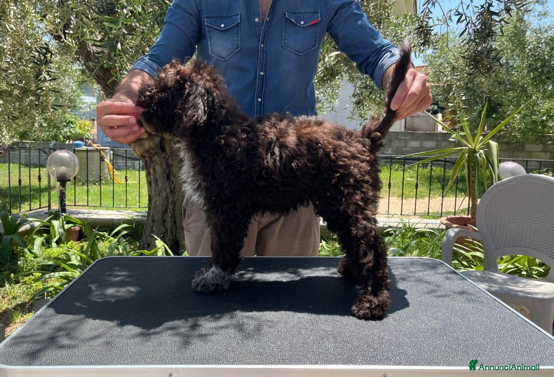 Lagotto cani in vendita: Cucciola di Lagotto Romagnolo con Pedigree  a Provincia di Chieti - Immagine 7