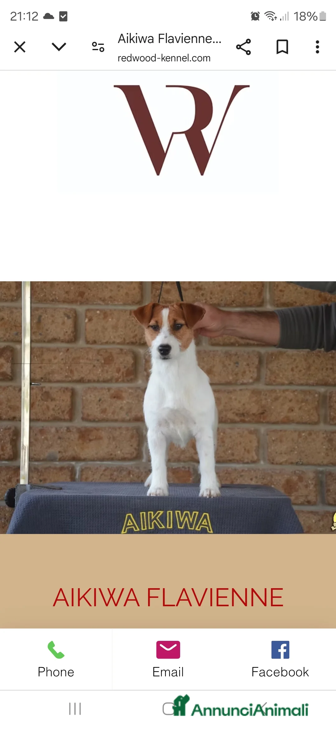 Jack Russell cani in vendita: Cuccioli di jack russell a pelo broken/liscio a Provincia di Alessandria - Annuncio 2