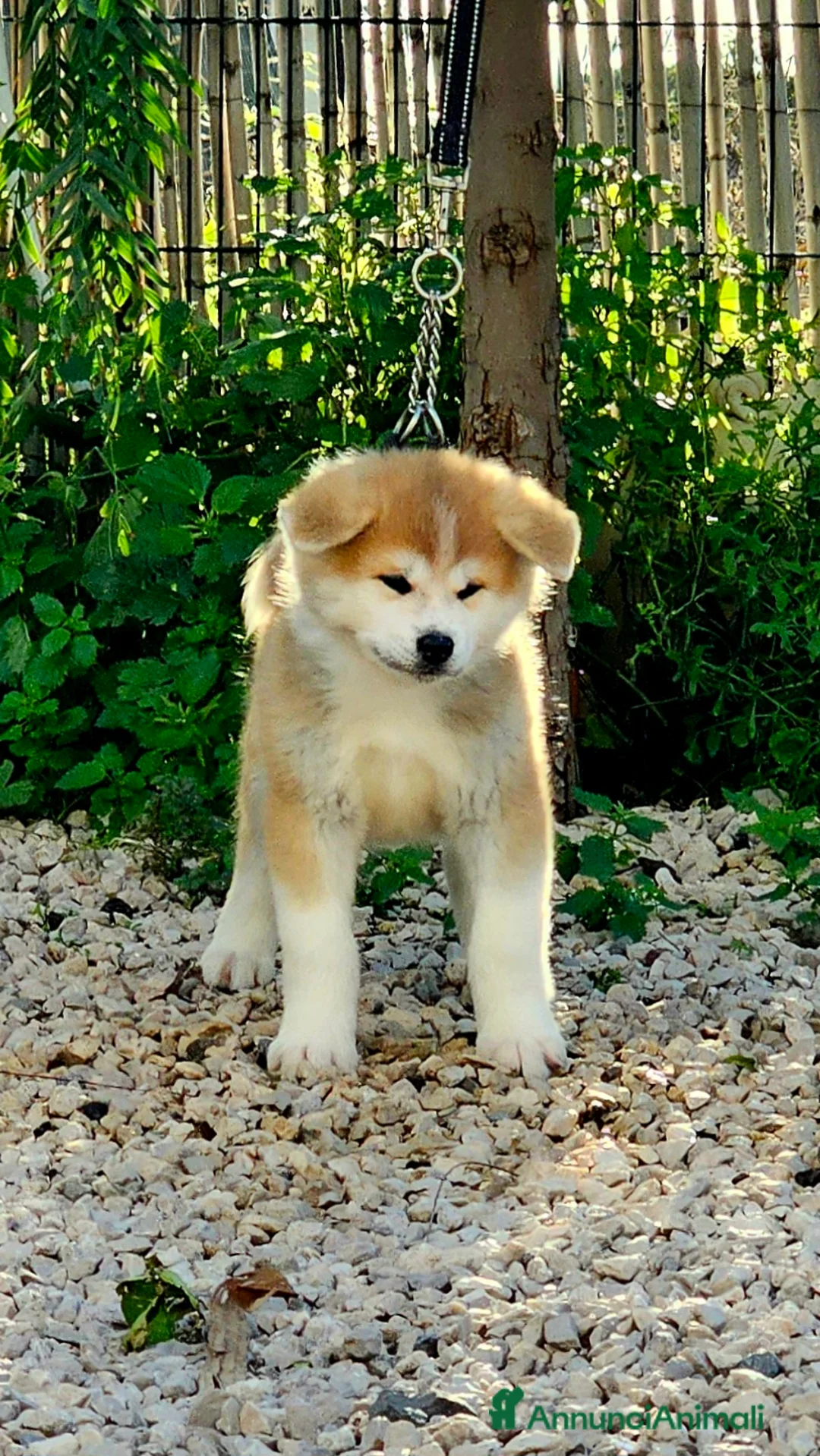 Akita Inu cani in vendita: Femmina Akita inu - Annuncio 2