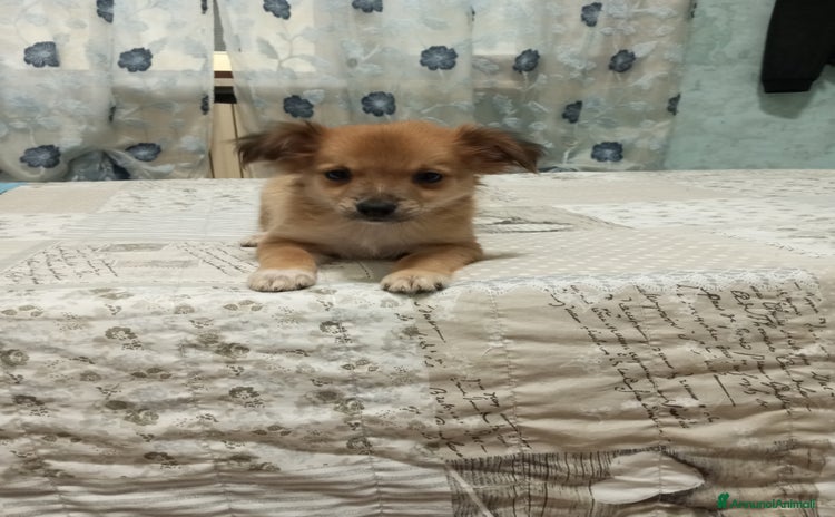 Meticcio cani a Provincia di Vicenza - Annuncio 10