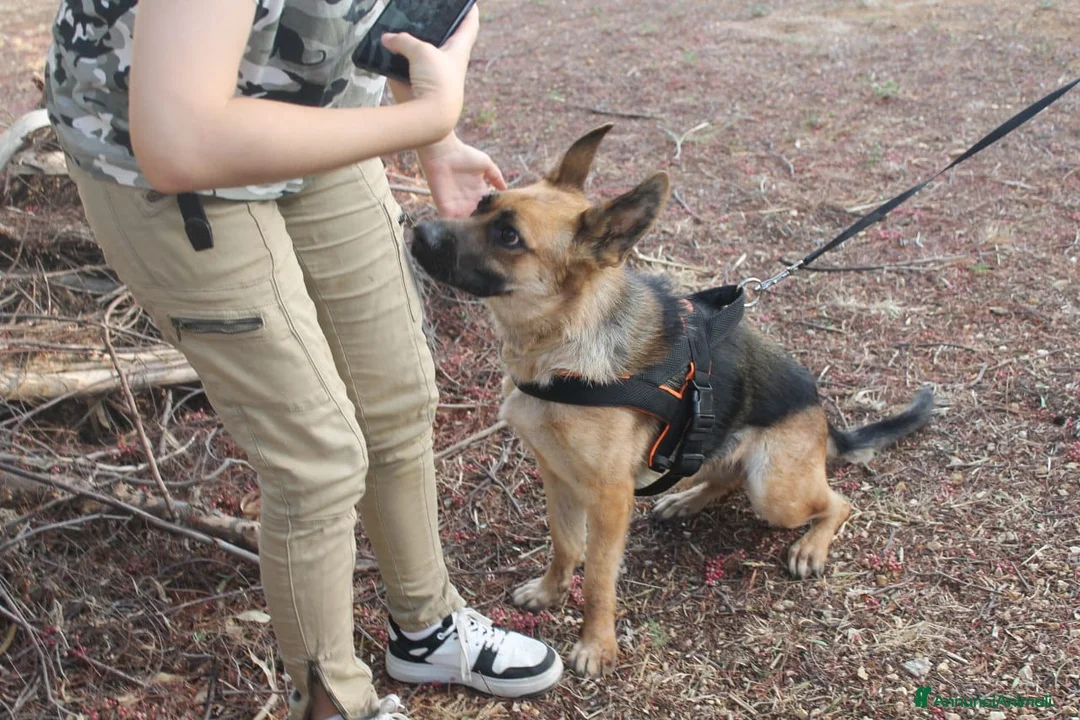 Pinscher Tedesco cani in regalo: Pastore Tedesco scartata xchè CIECA E SORDA!SICILI a Città metropolitana di Milano - Annuncio 4