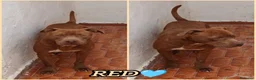 Pitbull cani in regalo: AIUTIAMO RED MERAVIGLIOSO PITT RED NOSE  - Annuncio 3