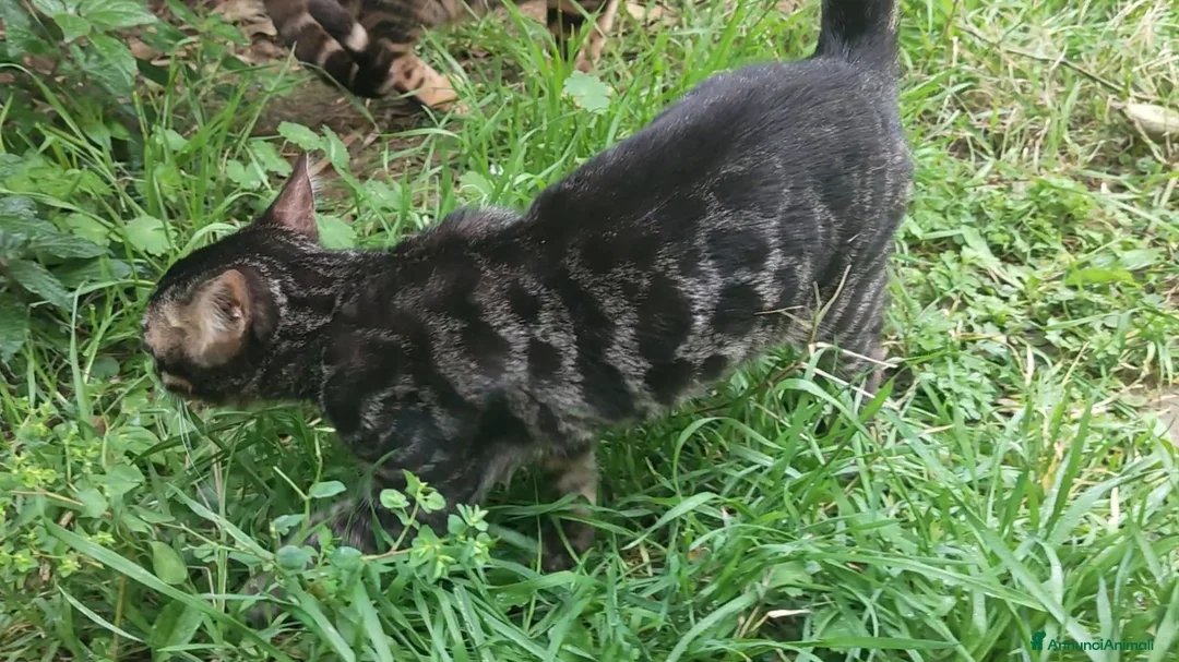 Bengala gatti in vendita: Gatto Bengala maschio  - Annuncio 8