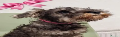 Mini Schnauzer 3