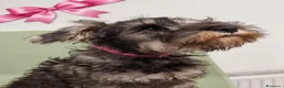 Mini Schnauzer cani in vendita: Quattro piccoli Schnauzer Nani  a Provincia autonoma di Bolzano - Alto Adige - Annuncio 3