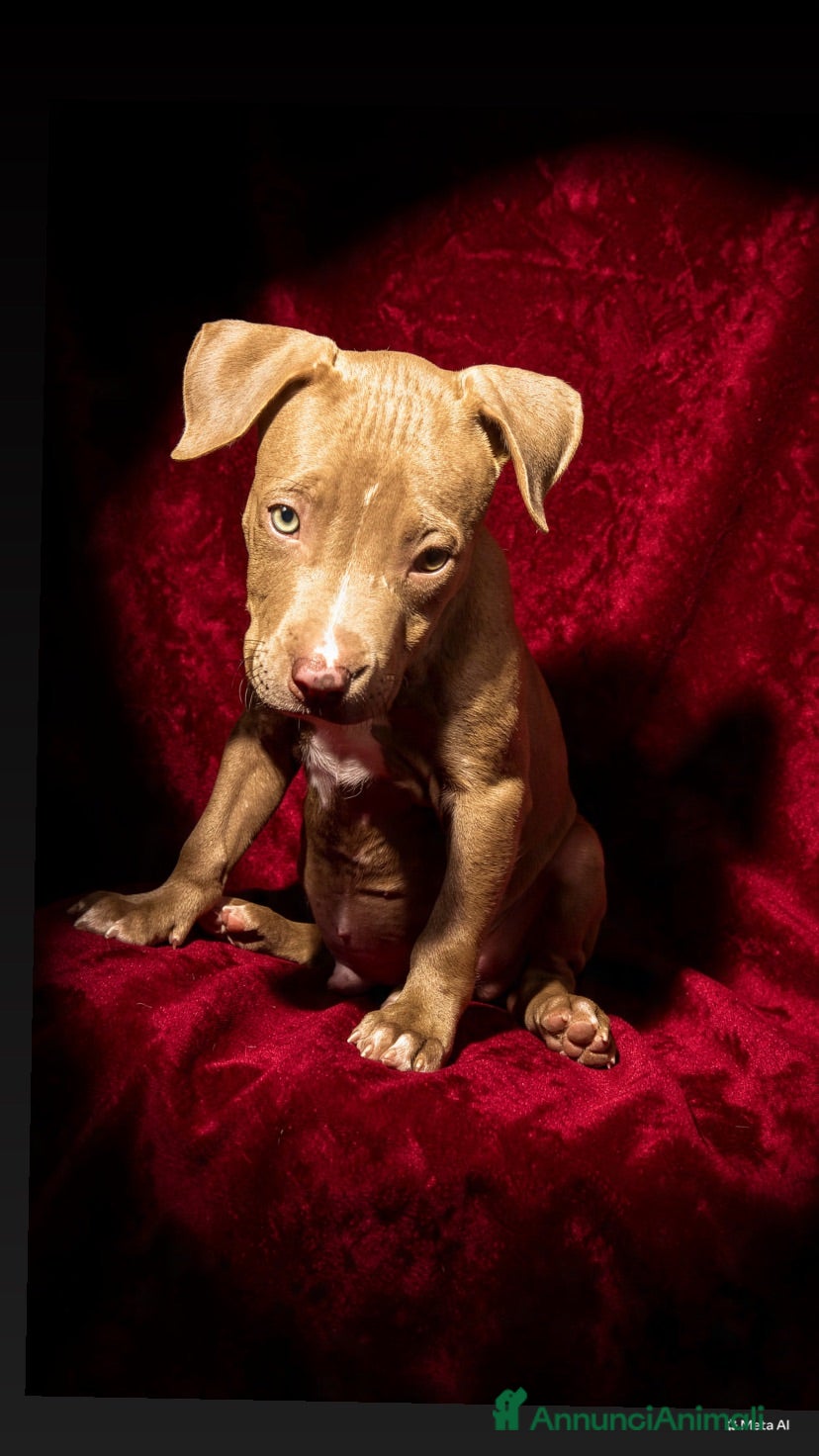 Pitbull cani Ultimo Cucciolo di pitbull Prezzo trattabile  - Annuncio 3