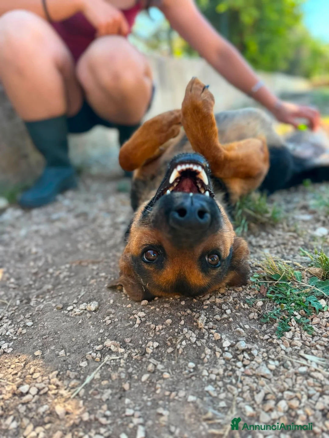 Meticcio cani in regalo: Pepita favolosa pastorina dal pelo splendente  a Città metropolitana di Milano - Annuncio 2