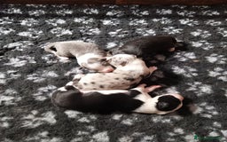 Border Collie cani in vendita: Cuccioli Border Collie a Città Metropolitana di Torino - Immagine 5