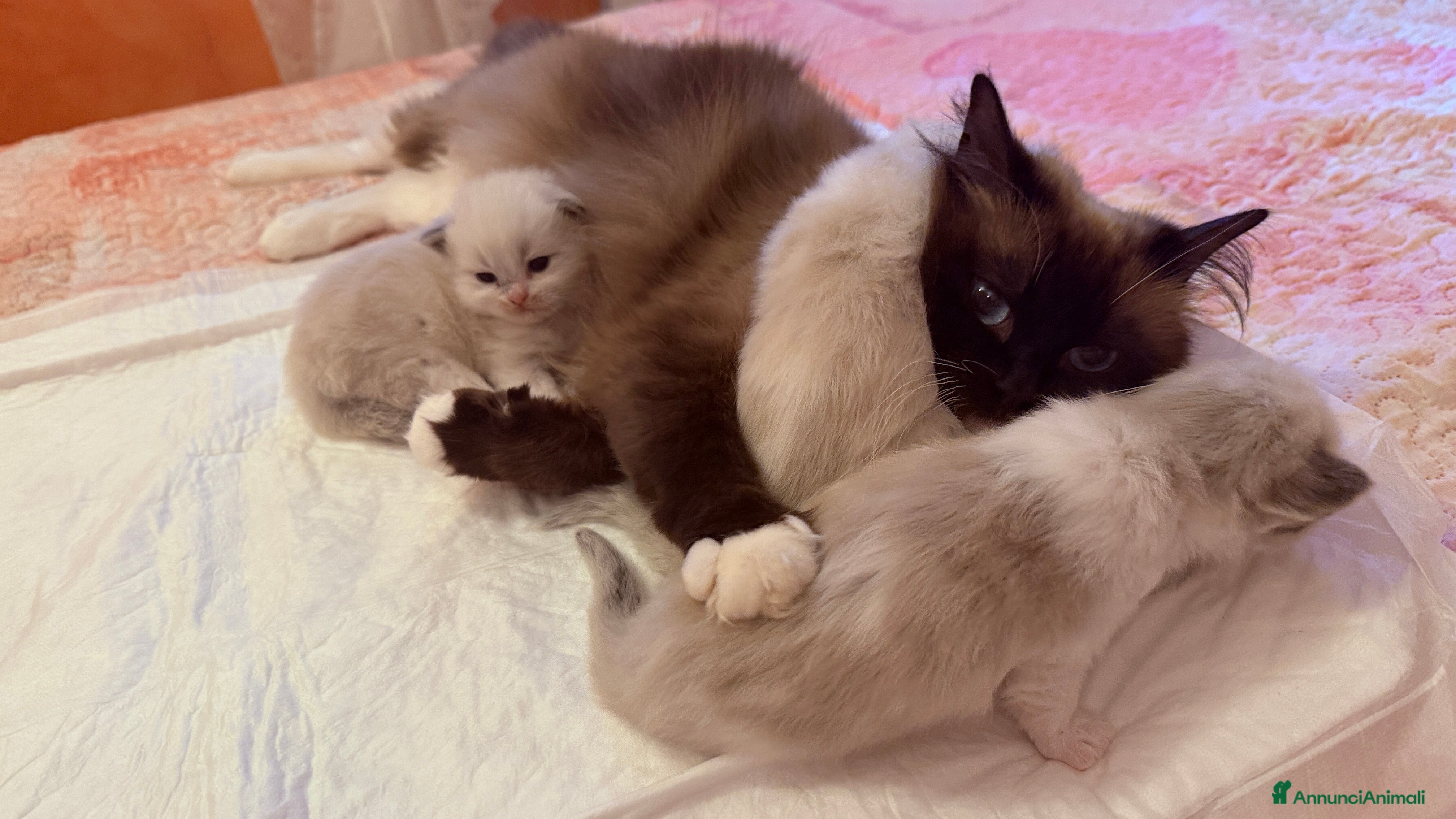 Ragdoll gatti Gattini ragdoll adozione  - Annuncio 2