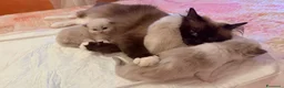 Ragdoll gatti in vendita: Gattini ragdoll adozione  - Annuncio 1
