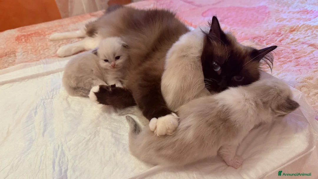 Ragdoll gatti in vendita: Gattini ragdoll adozione  - Annuncio 1