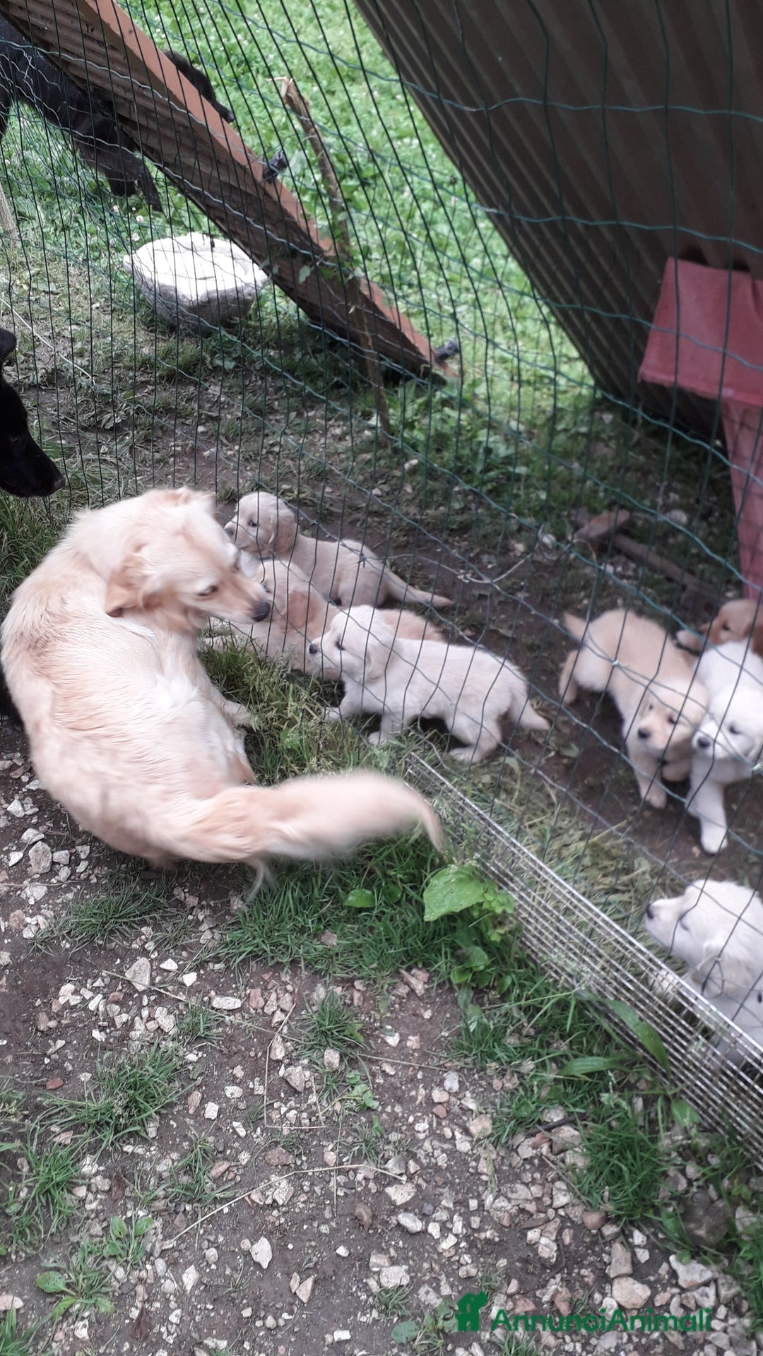 Golden Retriever cani in vendita: Carattere docile linea da lavoro inglese la mamma  a Provincia autonoma di Trento - Immagine 6