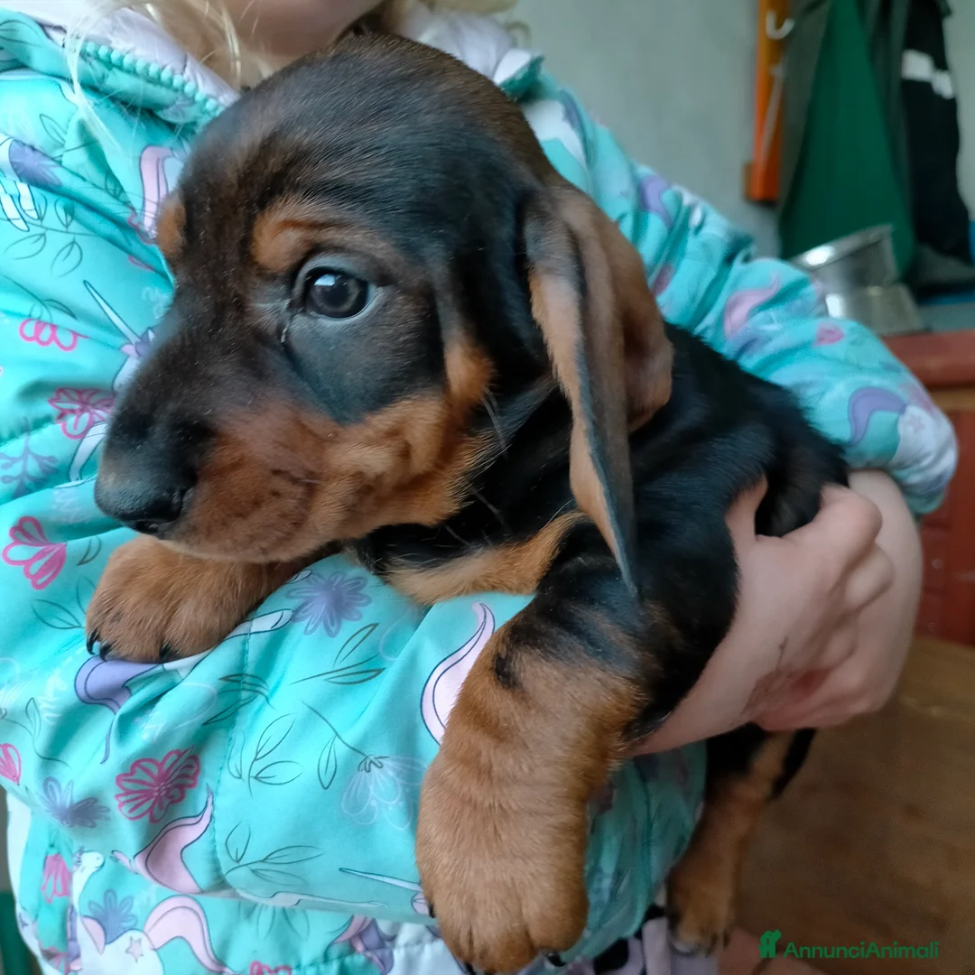 Bassotto cani in vendita: Bassotto tedesco a pelo duro  - Annuncio 3