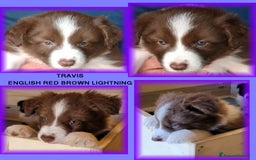 Border Collie cani in vendita: CUCCIOLO MARRONE BORDER COLLIE  a Città metropolitana di Roma Capitale - Immagine 4