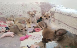 Chihuahua cani in vendita: Cuccioli Chihuahua a pelo lungo con Pedegree Enci  - Annuncio 4