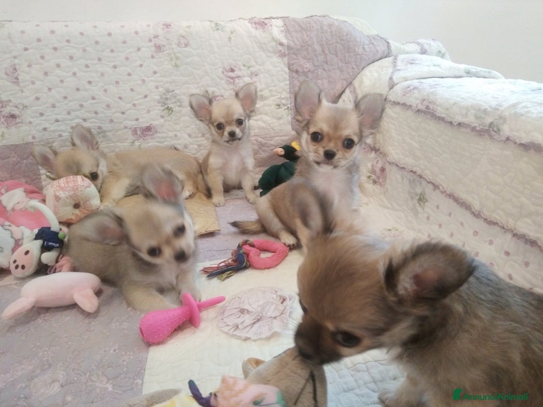 Chihuahua cani in vendita: Cuccioli Chihuahua a pelo lungo con Pedegree Enci  - Annuncio 4