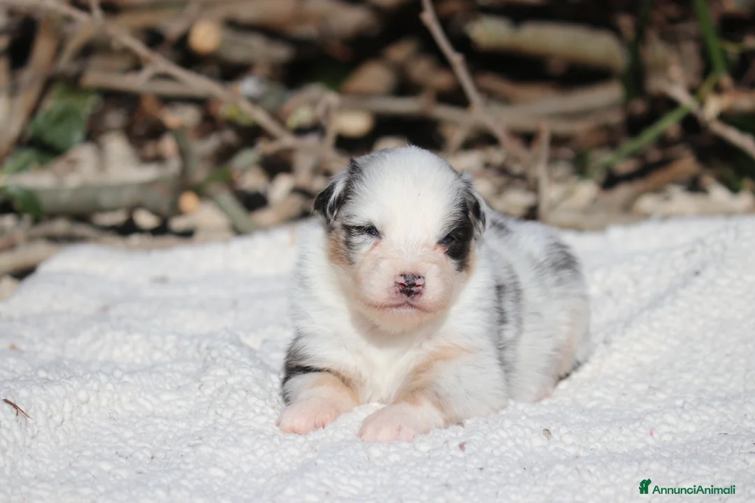 Australian Shepherd cani in vendita: Cuccioli di Pastore Australiano  - Annuncio 15