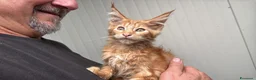 Maine Coon gatti in vendita: Maschietto rosso di maine coon - Annuncio 13