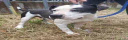 Pitbull cani in regalo: ARGO simil amstaff: vogliamo la sua rinascita a Provincia di Monza e della Brianza - Annuncio 7
