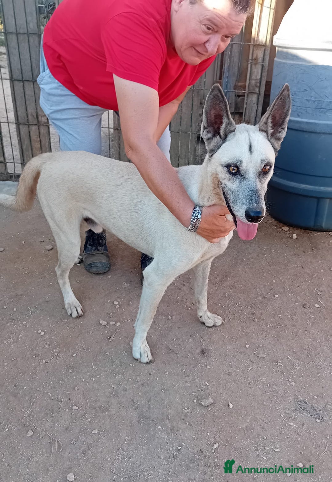 Altre razze cani in regalo: ZEUS  - Annuncio 4