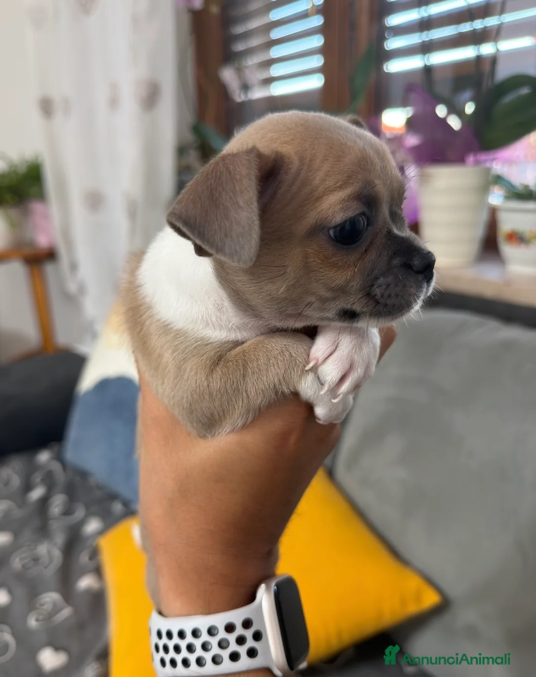 Chihuahua cani in vendita: Cuccioli di chihuahua  - Annuncio 2