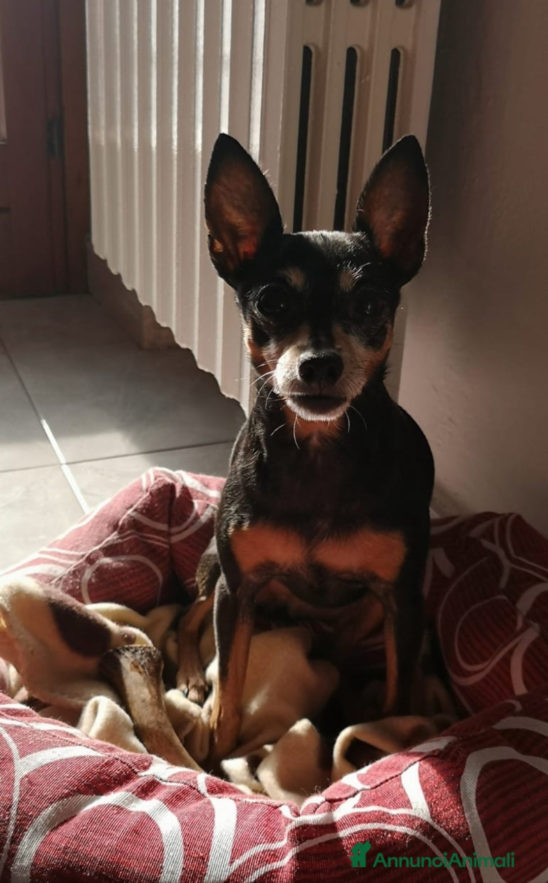 Pinscher Miniatura cani in regalo: Trilly Pinscher 17 anni femmina - Annuncio 2