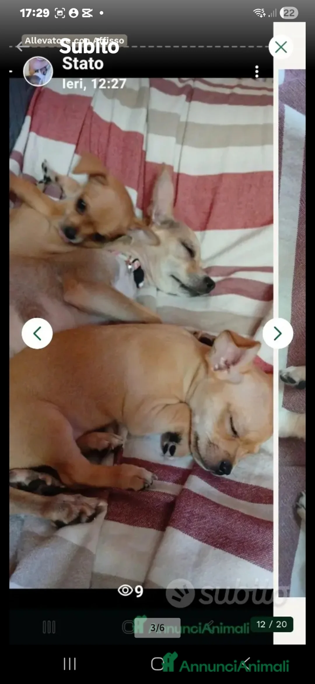 Chihuahua cani in vendita: Chihuahua urgente a brave persone - Annuncio 19