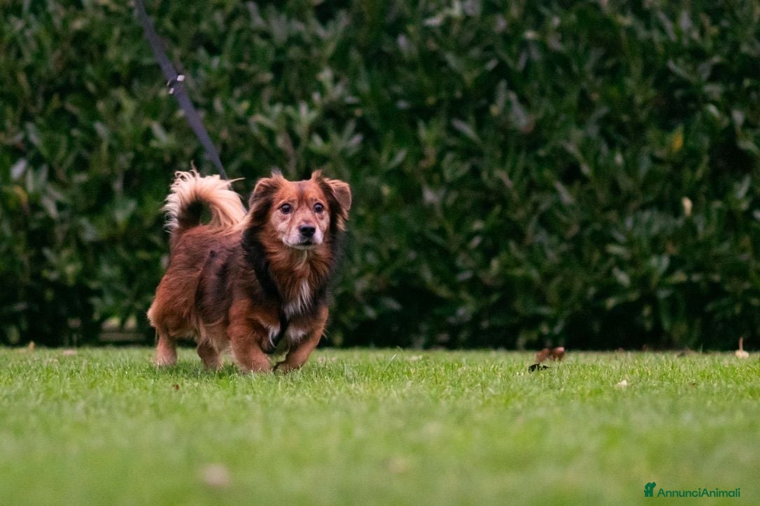 Meticcio cani Giulio: taglia piccola, dolce e sensibile  - Annuncio 1