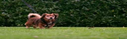Meticcio cani in regalo: Giulio: taglia piccola, dolce e sensibile  - Annuncio 1