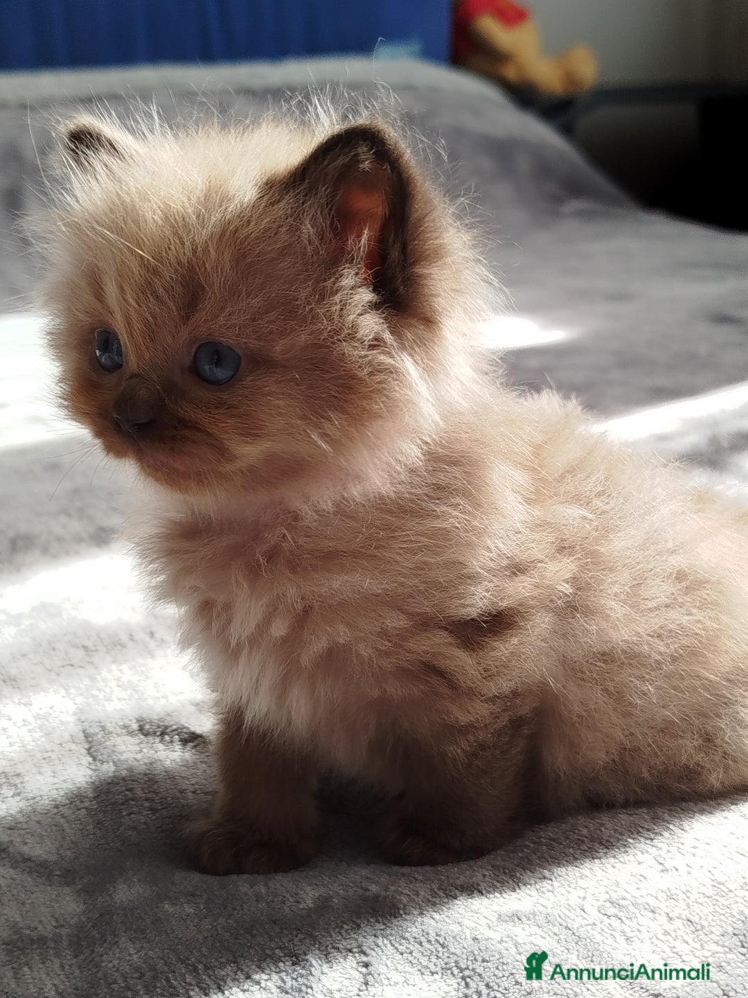 Ragdoll gatti in vendita: Cuccioli Ragdoll - Annuncio 5