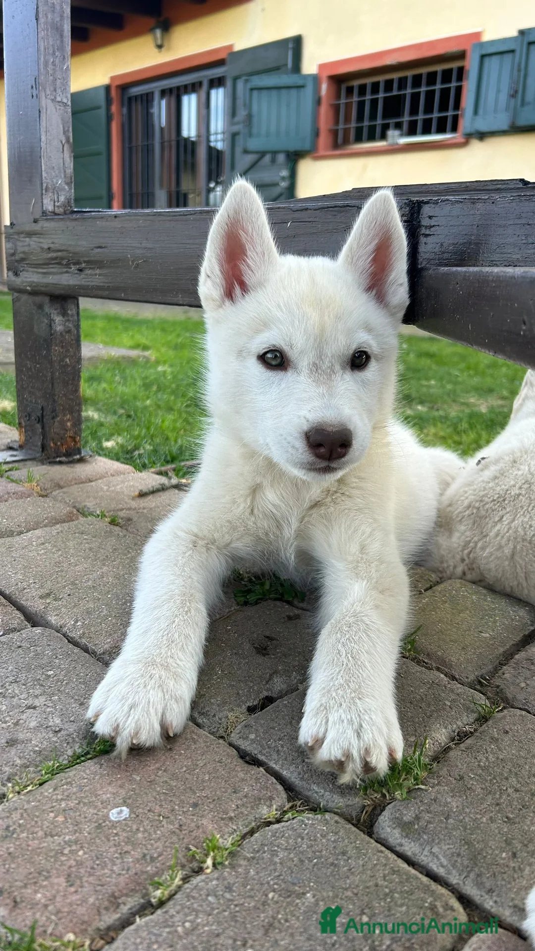 Husky cani in vendita: Ultimi due cuccioli di Siberian Husky con pedigree - Annuncio 5