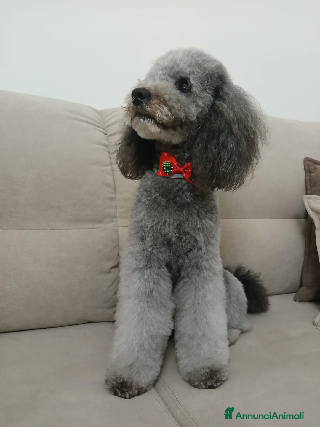 Barboncino cani per accoppiamento: barboncino nano maschio per monta - Annuncio 3