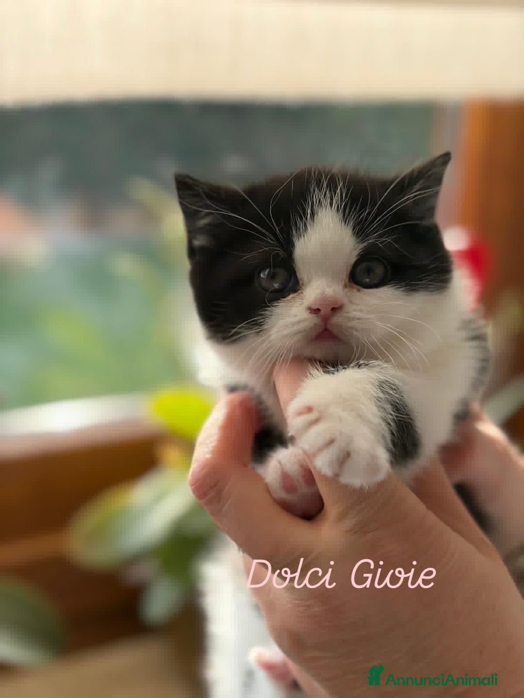 British gatti in vendita: British Shorthair bicolor black - Annuncio 13
