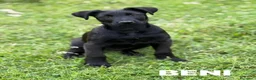 Meticcio cani in regalo: BENNY e SELEN: dolci CUCCIOLI total black!  - Annuncio 8