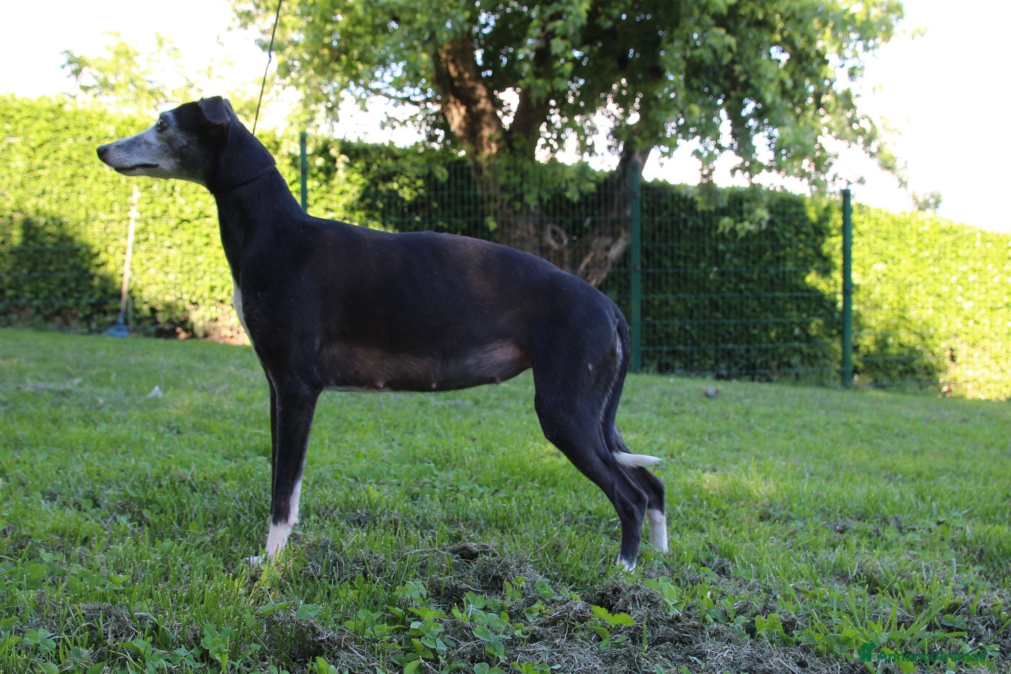 Whippet cani Cuccioli di whippet  - Annuncio 1
