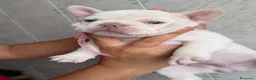 Bulldog Francese cani in vendita: Bulldog esotiche - Annuncio 4