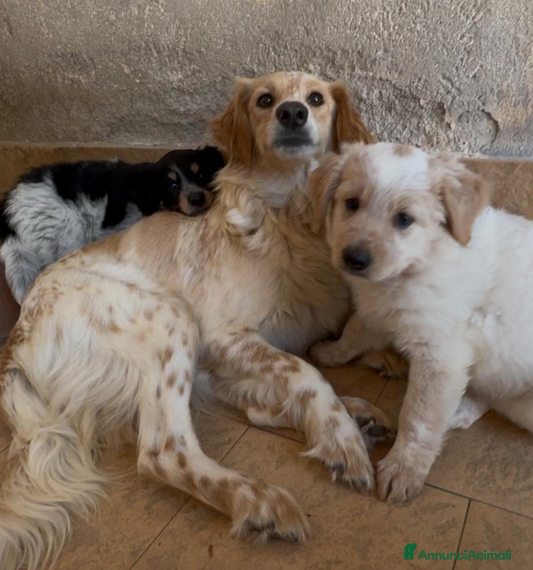 Meticcio cani in regalo: Cucciolo dolcissimo mix setter – tg medio-piccola a Città Metropolitana di Venezia - Immagine 7