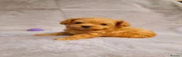 Maltipoo cani in vendita: Bellissimi Toy Maltipoo a Città metropolitana di Roma Capitale - Annuncio 15