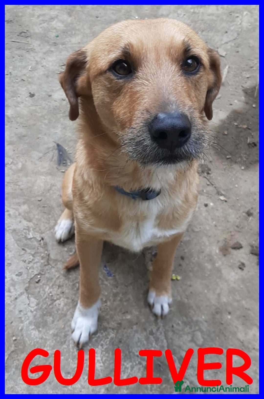 Meticcio cani in regalo: GULLIVER un simpaticone! tg media - Annuncio 2
