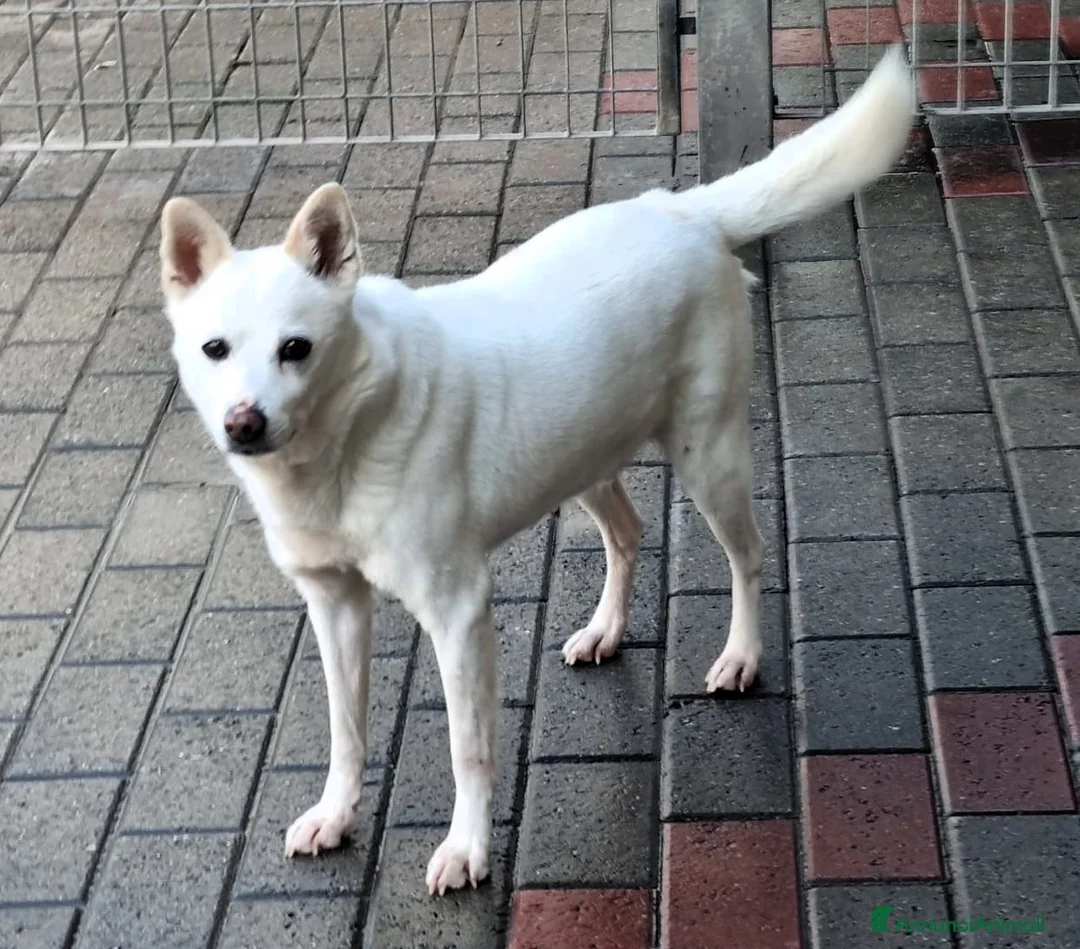 Meticcio cani in regalo: FOX DIVERSAMENTE GIOVANE - Annuncio 4