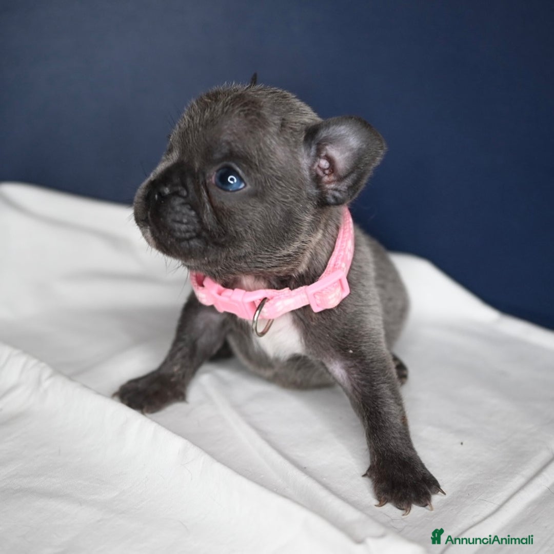 Bulldog Francese cani in vendita: 3 meravigliosi cuccioli di bulldog francese - Annuncio 5